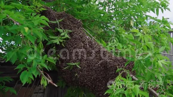 养蜂人把一群蜜蜂从树上移走。 养蜂人用一群蜜蜂摇动苹果树。
