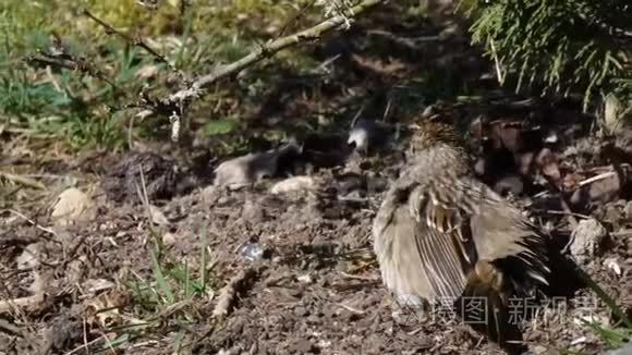 小鸟坐在院子里的泥土里