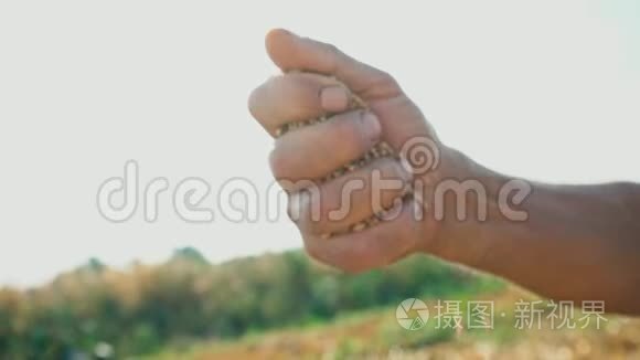 一个人手拉着一颗落在地上的谷物。 在阳光明媚的背景下农民手中的粮食