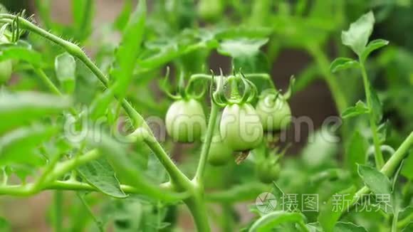 疾病绿色西红柿种植农业视频