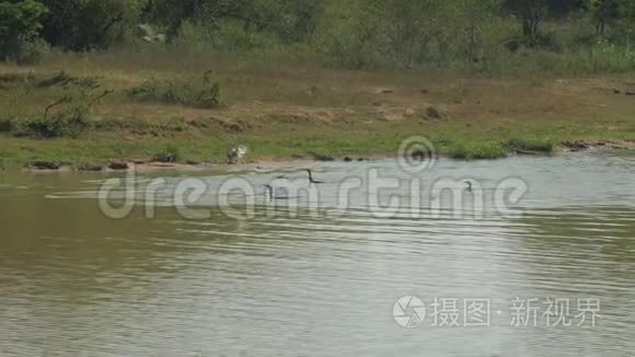 黑鸟成群结队地飞到蓝湖水附近视频