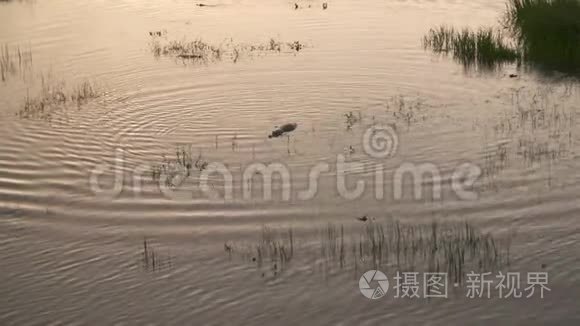 沼泽水中的小鳄鱼视频