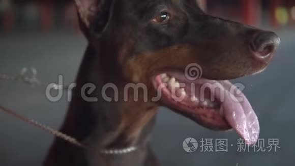 犬种杜宾伸出舌头呼吸视频
