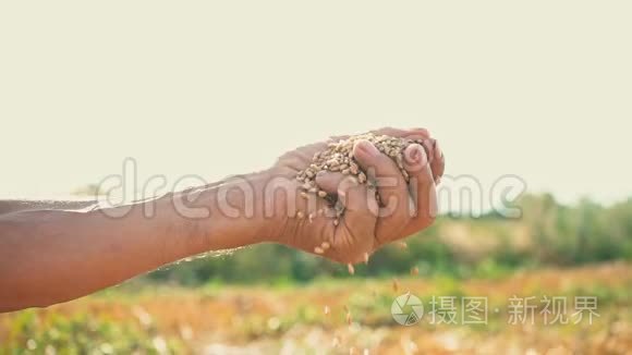一个人`手拉着一颗落在地上的谷物。 在阳光明媚的背景下农民手中的粮食
