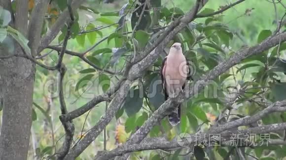 大自然会捕食猎物视频