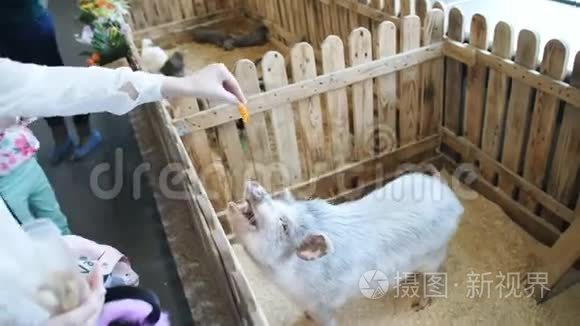 女孩在宠物动物园喂有斑点的猪视频