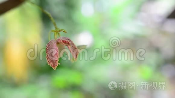 美丽的粉红色兰花。 兰花科是一个多样化和广泛的开花植物科。