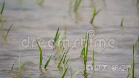 雨水造成洪水和农作物受损视频