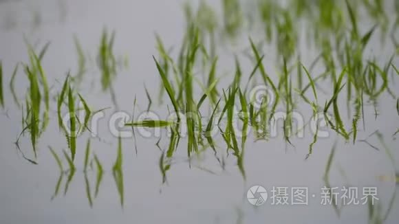 雨水造成洪水和农作物受损视频