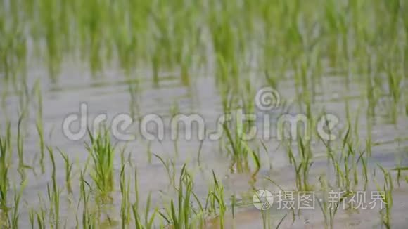 雨水造成洪水和农作物受损视频