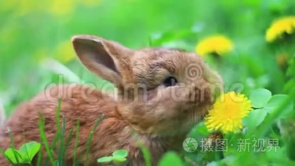 红兔在草地上吃蒲公英视频