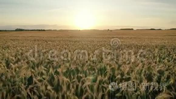 日落时分，在金色的麦穗广阔的农田上快速飞行