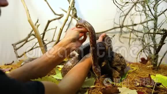 在水族馆处理宠物鼠蛇视频