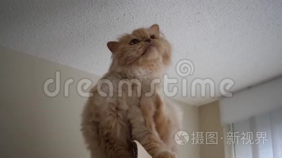 波斯猫抓痒部位的缓慢动作视频