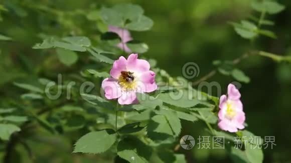 犬蔷薇视频素材 犬蔷薇实拍视频下载 第1页 摄图新视界视频库 犬蔷薇视频素材 犬蔷薇实拍视频下载 第1页 摄图新视界视频库