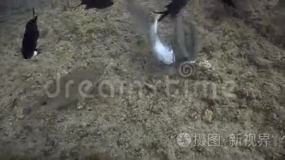 黑海鱼群美景视频