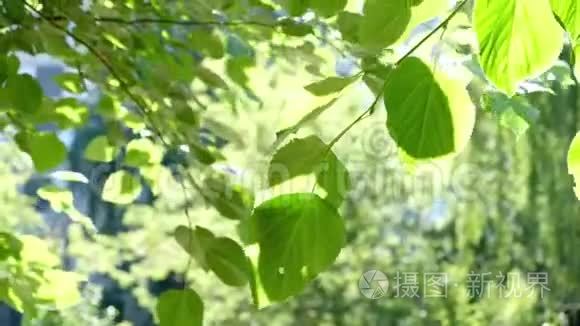 蓝天和阳光下的绿树。 假期性质概念。 夏季户外活动