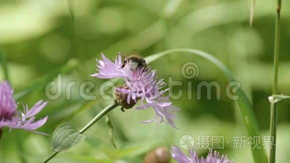 一朵花上的大黄蜂