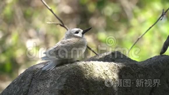 愚蠢的野生灰燕鸥视频