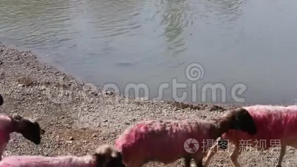 彩色绵羊靠近水视频