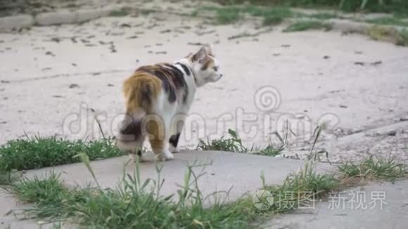 可爱的猫在绿色的大庭院里散步视频