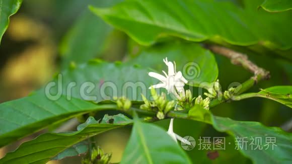 印度尼西亚的咖啡种植园视频