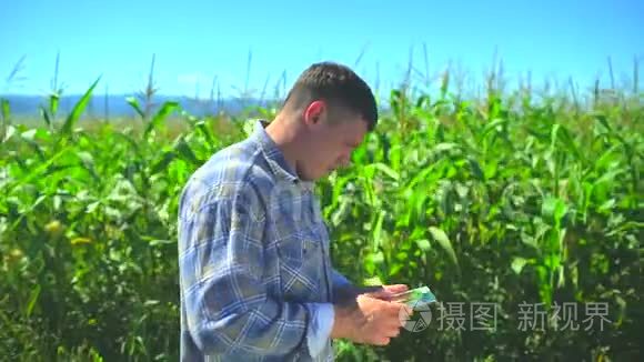 男性农民，使用数字平板电脑，玉米田间技术，有机玉米植株质量检测