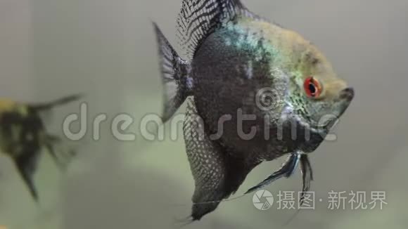 水族馆里有异国情调的天使鱼视频
