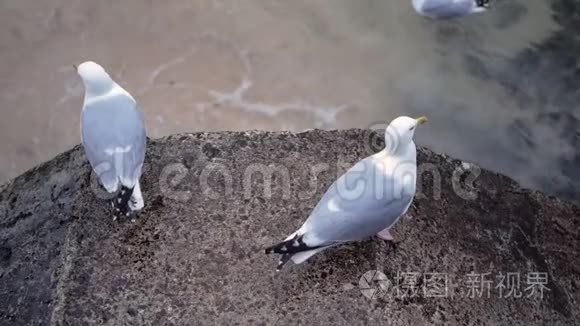 两只海鸥站在海边的水泥栅栏上，环顾四周