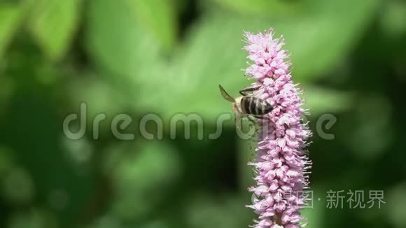 蜜蜂采集了欧洲双蓟马属植物花上的花蜜，然后蜜蜂驱动了它