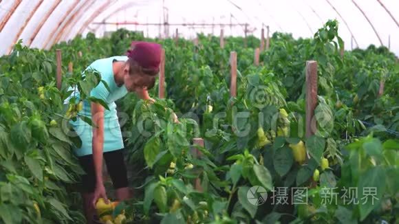 女农民在温室里摘铃椒。