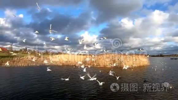 海鸥在湖中缓慢飞行视频