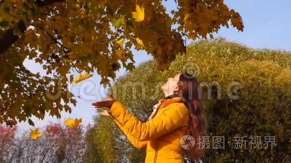 女人看着缓缓飘落的黄色枫叶视频