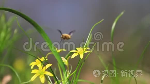 昆虫春季授粉森林黄花视频