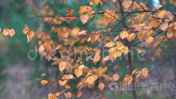 枯黄的桦树的细枝在秋天公园里的静风中颤抖。