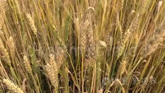 夏天有许多麦穗的麦田，丰富的收获概念