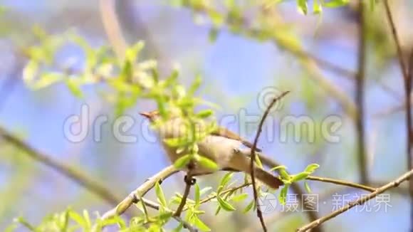 小鸟在春天的树叶中跳跃和歌唱视频