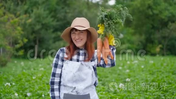 有机胡萝卜在菜园里的肖像。