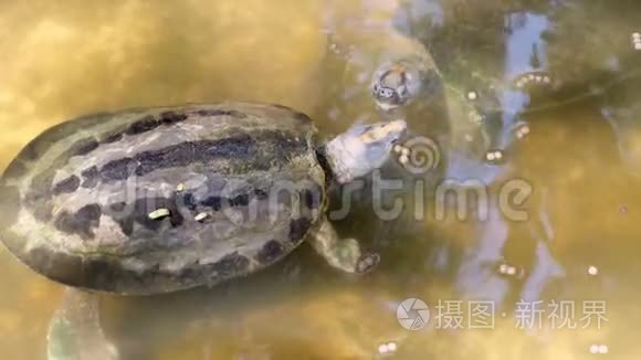 水生海龟。 动物园里的动物概念