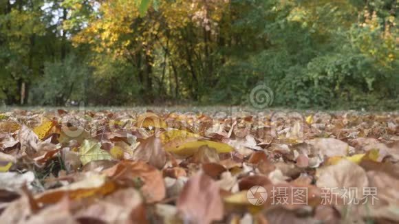 秋天的树叶在林底缓慢地飘落视频