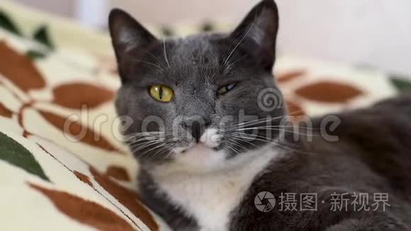 白色胸脯的灰猫躺在它的顶部