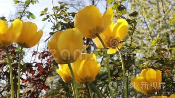 美丽的黄色郁金香在春天的花园里生长