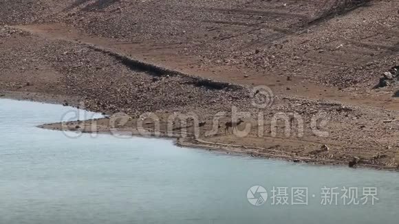 西班牙塔格斯河畔的几只母鹿视频