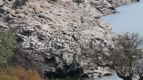 西班牙塔古斯河沿岸的大型种群视频