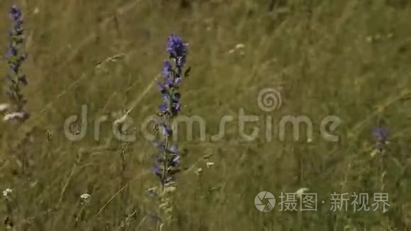 薰衣草花田带山.. 普罗旺斯。