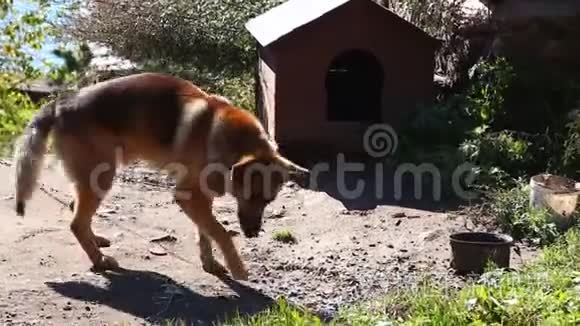 狗狗宠物在狗舍附近吃食物视频