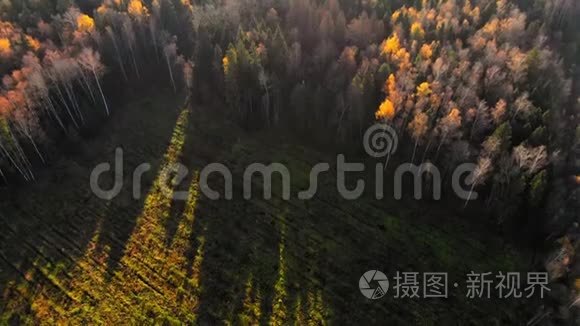 秋天森林的神奇景观视频