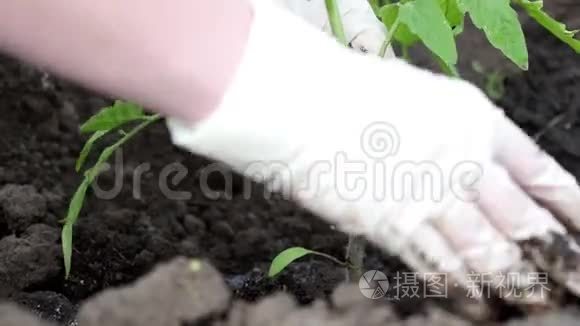 从番茄植株上下来