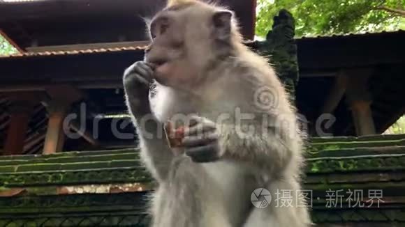 巴厘岛乌布的猴子森林里的猕猴