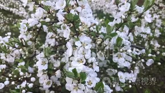 春暖花开，花丛中开满了白花